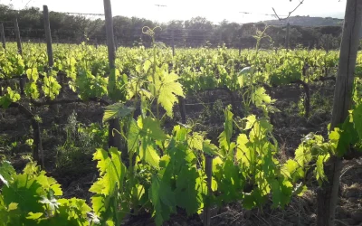 vitigno Sangiovese di Le Vigne