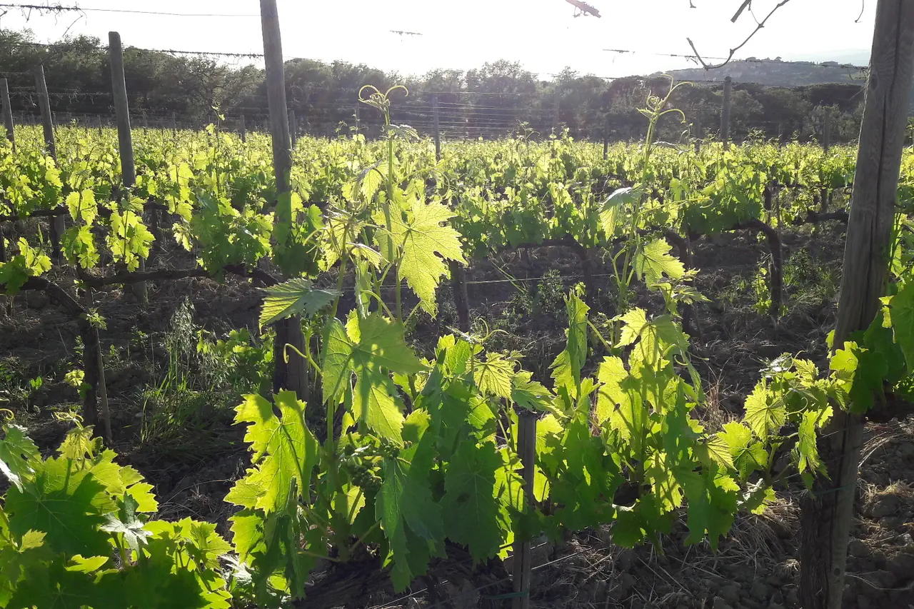 Header Right Image vitigno Sangiovese di Le Vigne